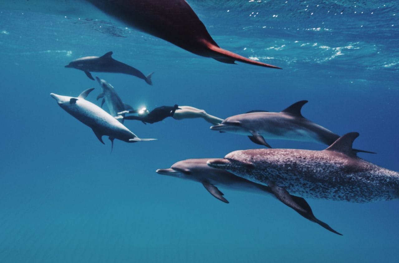 Nora En Pure swimming with Dolphins